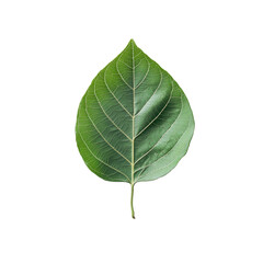 Fototapeta premium A vibrant green leaf isolated on a clean transparent background showcasing natural textures and details, Isolated single leaf on a transparent background or transparent background with
