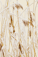 Snow Covered Pampas grass outdoor, beige monochrome color. Winter season beauty as minimal nature. Dry reeds patterns boho style, natural botanical design, delicate icy texture on frozen plants