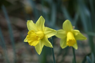香り漂う冬の花