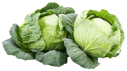 A Fresh Green Cabbage Perfect for Healthy Meals and Vegetable Dishes Containing Essential Nutrients and Flavor.