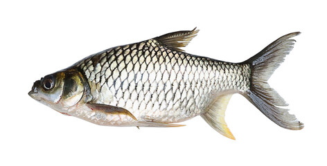 carp fish isolated on a white background