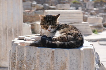 wild cat in Ephesus, Turkey