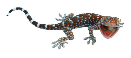 gecko on transparent png photography