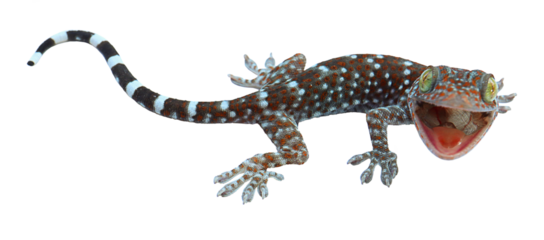 gecko on transparent png photography