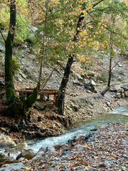 mountain river rapids autumn forest without people. High quality photo