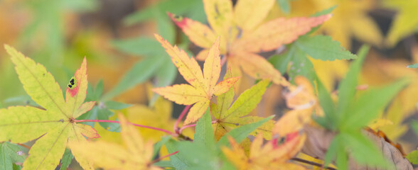 黄色に色づく美しいモミジの葉	