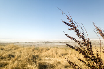 Obraz premium Fall dry plant and wheat field, dry weed swan in detail with autumn landscape, dry plant against the background of a dry field and blue sky. Global Warming Climate Change and Concept. Copy space text