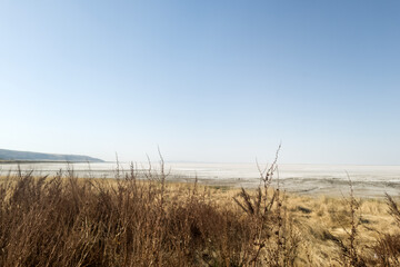 Fototapeta premium Fall dry plant and wheat field, dry weed swan in detail with autumn landscape, dry plant against the background of a dry field and blue sky. Global Warming Climate Change and Concept. Copy space text