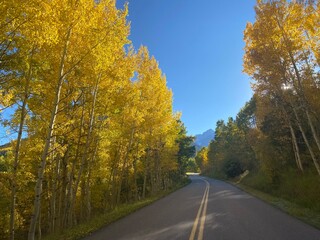 Fototapeta premium road in autumn