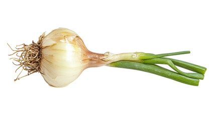 A Fresh Spring Onion with a Green Stem Placed on a White Background for Culinary and Dietary Imagery.