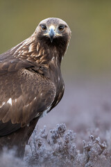 Golden eagle portrait with forest background