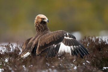 Golden eagle in majestic pose with forest background