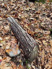 Log on yellow autumn leaves. High quality photo