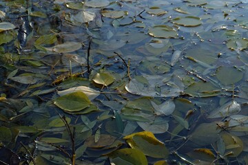 Water surface adorned with fallen leaves in a peaceful natural setting during daylight