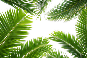 Fototapeta premium Tropical palm frond arrangement