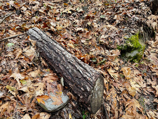 Log on yellow autumn leaves. High quality photo