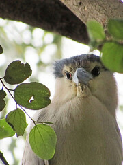 Black crown night heron