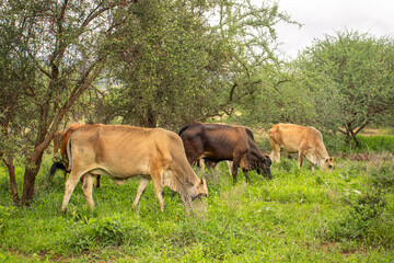 A herd of cattle heading out to graze in the savannah after the rains