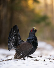 Western capercaillie walking on snow at sunrise