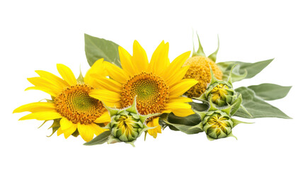 Naklejka premium A stunningly vibrant freshly cut sunflower in full bloom placed against a clean white background, perfect for floral arrangements, greeting cards, and nature-themed projects..