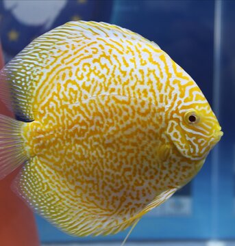 gelber_diskusfisch_im_Aquarium