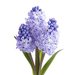Obraz premium Stunning hyacinth flower bouquet featuring vibrant purple blooms against a clean transparent backdrop, Hyacinth Flowers Floral Bouquets flowers with transparent background