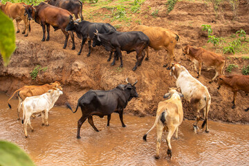 A herd of cows crossing a  seasonal river 