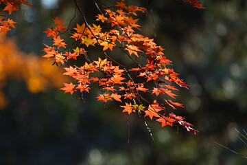 赤く色づいたカエデの葉っぱが陽射しを浴びて輝いている風景
