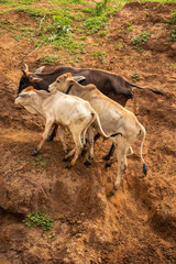 A herd of cows crossing a  seasonal river 