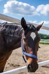 Koń pasący się na farmie w ciepłych wiosennych promieniach słonca © Joanna