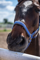Zbliżenia na końską głowę na farmie © Joanna