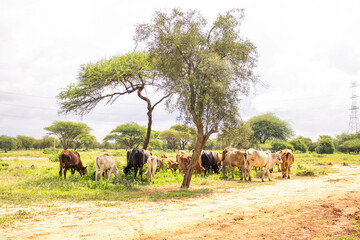 A herd of cattle heading out to graze in the savannah after the rains