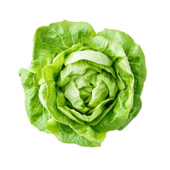 Obraz premium Fresh green iceberg lettuce on a bright transparent background, showcasing its crisp leaves and vibrant color, Fresh Green Iceberg lettuce on transparent background