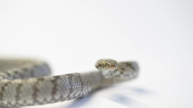 A European Cat Snake or Soosan Snake, Telescopus fallax, white background, selective focus, close-up.