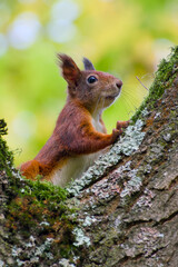 red squirrel peeks out from behind a tree trunk close-up