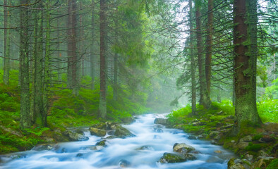 small blue river rushing through a misty fir forest