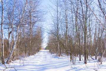 road through the winter snowbound forest at the bright day