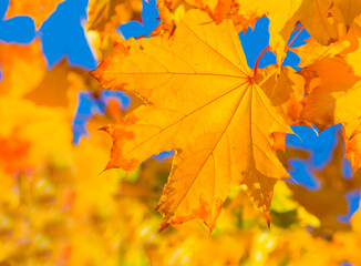 closeup red dry maple tree branch in a forest, beautiful natural outdoor seasonal background