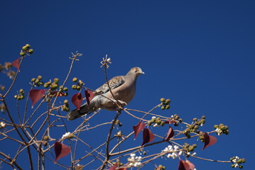 青空と鳥
