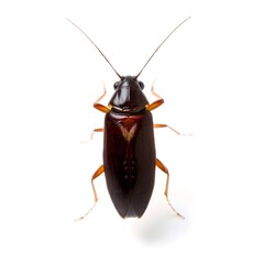 cockroach with brown body and long antennae, standing on white background, showcasing intricate details, perfect for pest control campaigns	