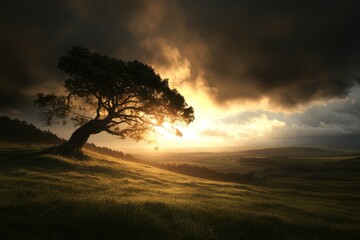 Obraz premium Majestic sunset behind a solitary tree on a grassy hilltop under dramatic clouds