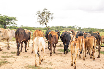Obraz premium A herd of cattle hading out to graze in the savannah 