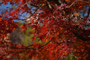 紅葉