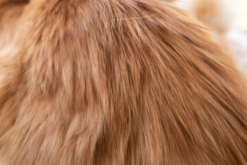 ふわふわな猫の毛並み　茶トラ猫	