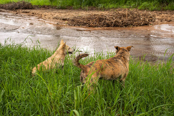 Africanis dog playing in the lush savannah by the river 
