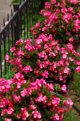 Begonia blooms in a city flowerbed. Red begonia flowers for landscape decoration.