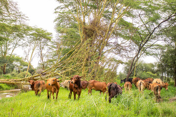 A herd of Cattle grazing in the lush savannah after the rains 