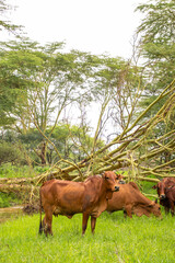 A herd of Cattle grazing in the lush savannah after the rains 