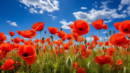 Obraz premium A lush vibrant poppy field sways gently in the breeze under a deep azure sky creating a serene and picturesque natural landscape