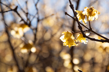 朝日を浴びて輝くたくさんのロウバイ　筑波山梅林